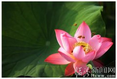堯都區(qū)攝影協(xié)會(huì)舉辦荷花攝影比賽評(píng)獎(jiǎng)晚會(huì)